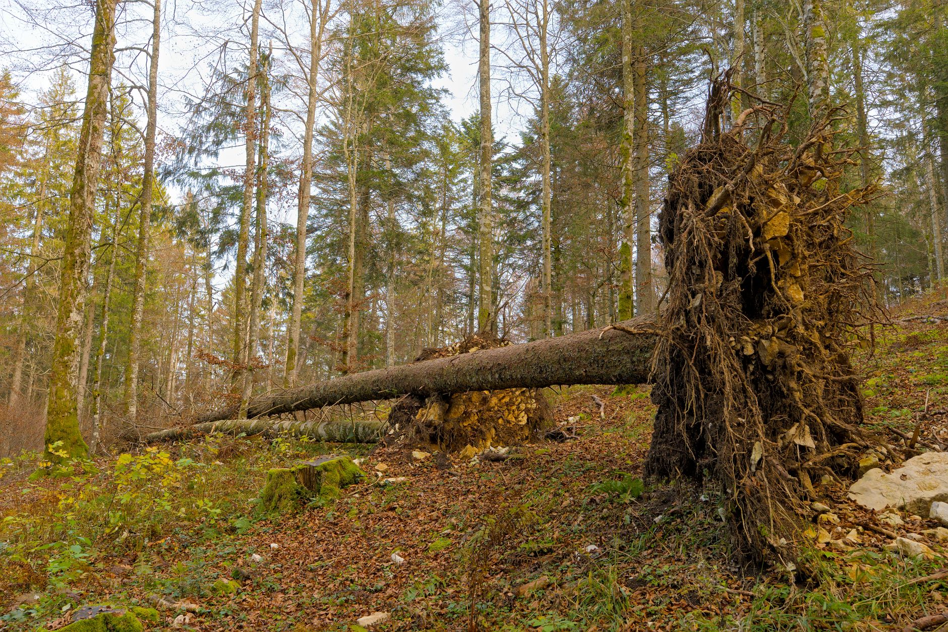 Enlèvement Arbre Urgence à Charenton-le-Pont